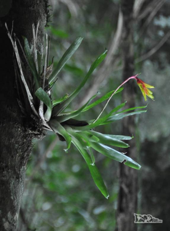 Belas bromélias na trilha para a cachoeira do rio Vermelho, na Várzea do Braço, em Santo Amaro da Imperatriz, perto de Florianópolis, em Santa Catarina